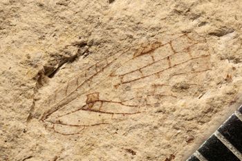Media type: image;   Entomology PALE-10062